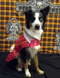 Atticus S Hal 11.jpg